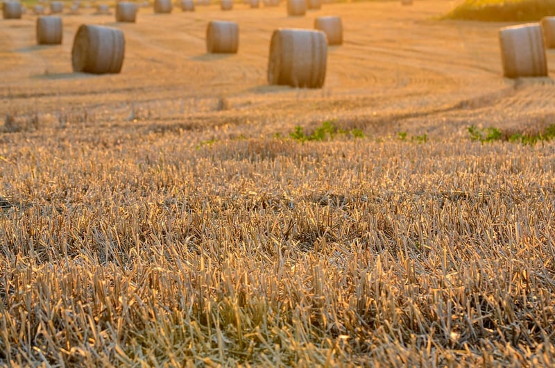 Mythical Harvest